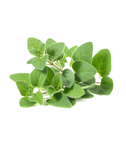 Dressing Salad Midas Gardens EVOO – Oregano Infusion – 250ml (8.45 Fluid Ounce US) PET Bottle